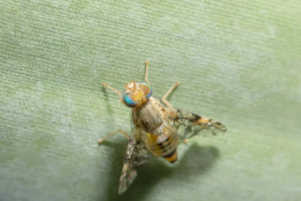 Foto Vicino Drosophila Melanogaster — Foto Stock