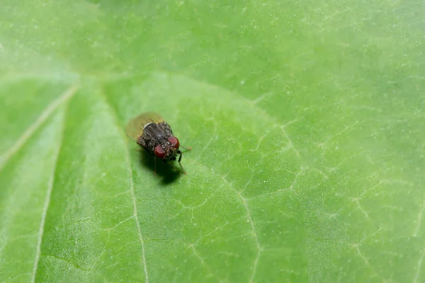 Close Foto Van Fruitvlieg — Stockfoto