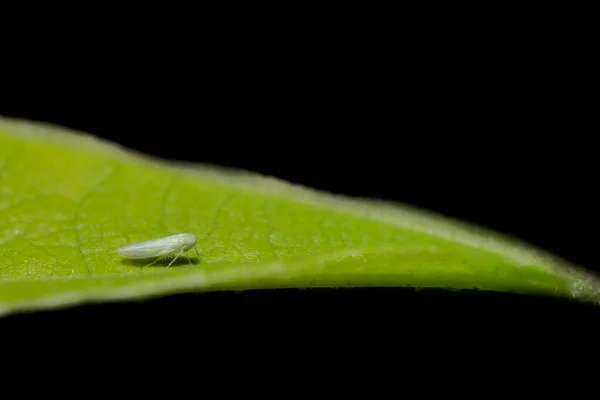 Foto Ravvicinata Planthopper Marrone Sulla Foglia — Foto Stock