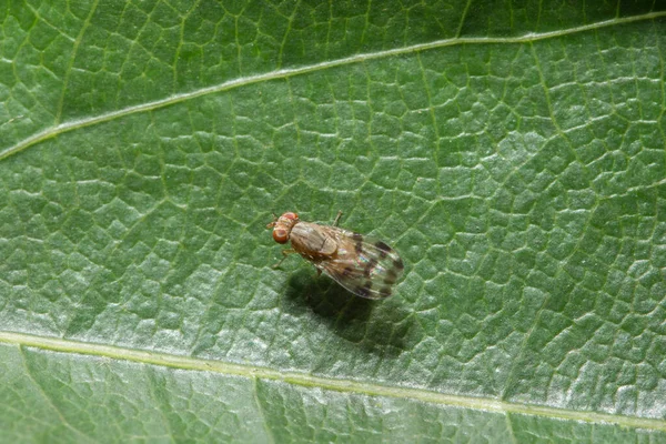 Primer Plano Fotos Mosca Fruta — Foto de Stock