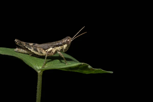 Foto Cerca Grasshopper Marrón Hoja — Foto de Stock