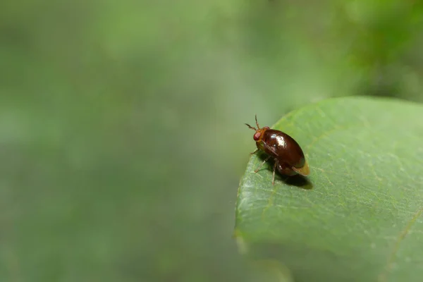 葉の上に赤いカブの葉の甲虫の写真を閉じます — ストック写真