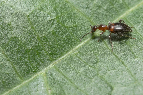 Nahaufnahme Von Insektenkäfern — Stockfoto