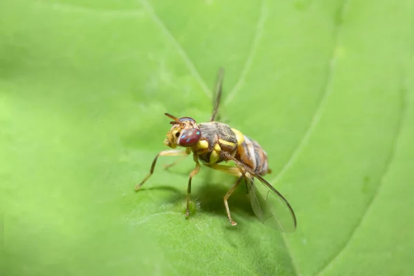 Zavřít Fotografie Ovocné Mouchy — Stock fotografie