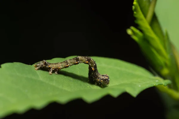 Nahaufnahme Von Würmern Auf Blättern — Stockfoto