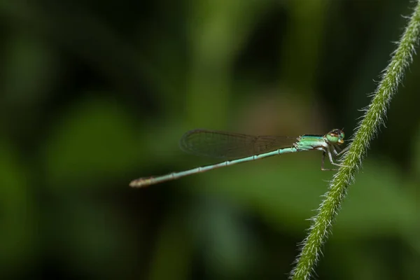 Insekt Närbilder Damselfly — Stockfoto