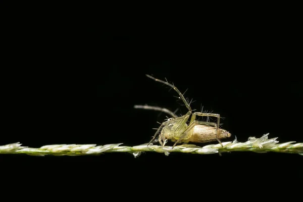 Close Ups Araña Hoja — Foto de Stock