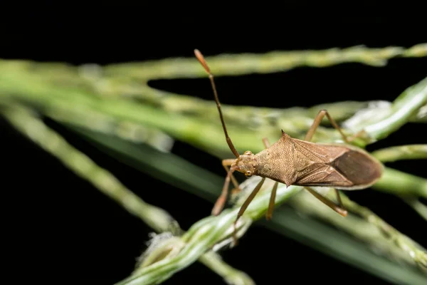 Closeup Photo Brown Assassin Bugs Leaf — Stock Photo, Image