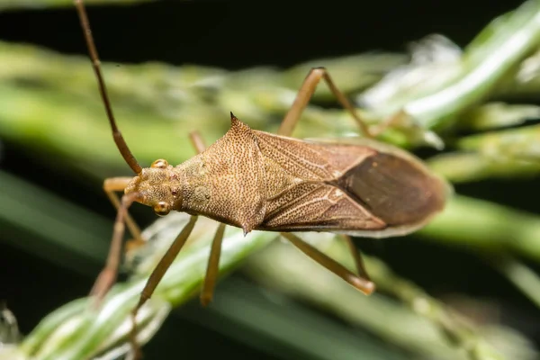 Closeup Photo Brown Assassin Bugs Leaf — Stock Photo, Image