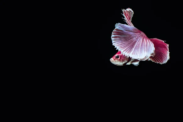 Betta Splendens Grande Position Oreille — Photo