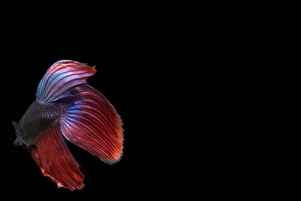 Betta Splendens Chine Poisson — Photo