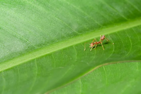 Mrówki Liściach Dzikich Zwierząt — Zdjęcie stockowe
