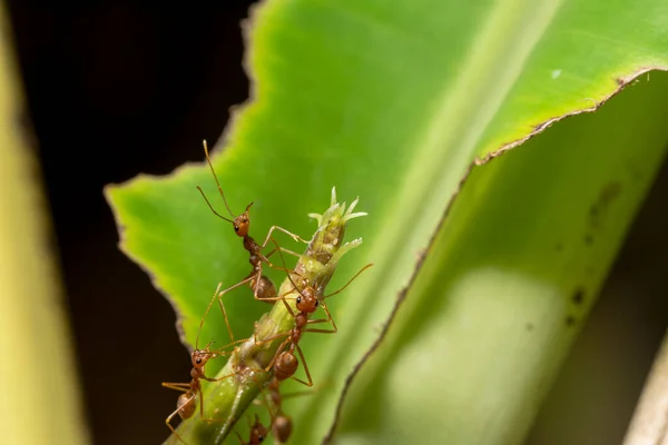 Formigas Árvore — Fotografia de Stock