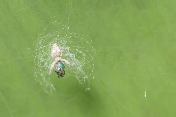 거미의 동물들 — 스톡 사진