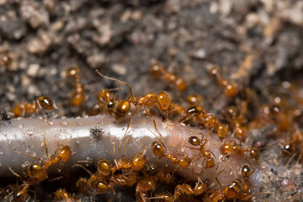 Solenopsis Invicta Animais Selvagens — Fotografia de Stock