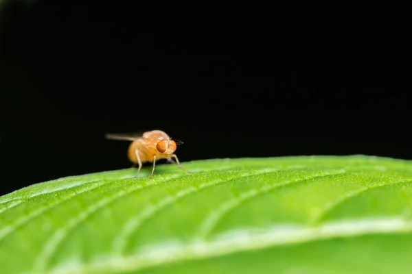 Drosophila Melanogaster Hayvan Vahşi Yaşam — Stok fotoğraf