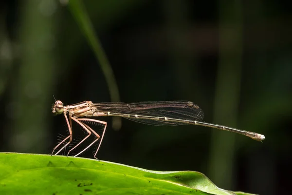 Dragonfly Djur Vilda Djur Makro — Stockfoto