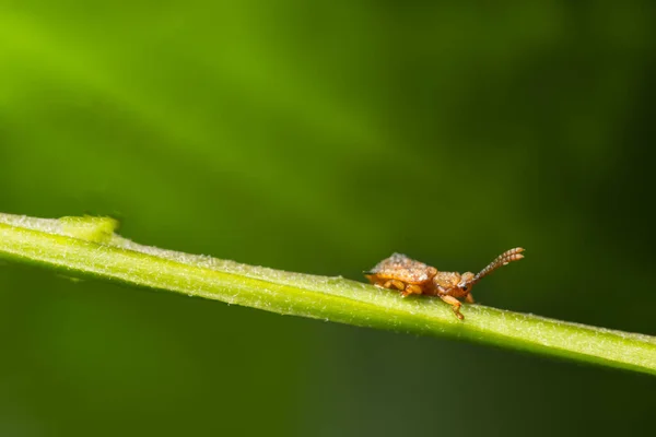 Makro Owady Dzikie Zwierzęta — Zdjęcie stockowe