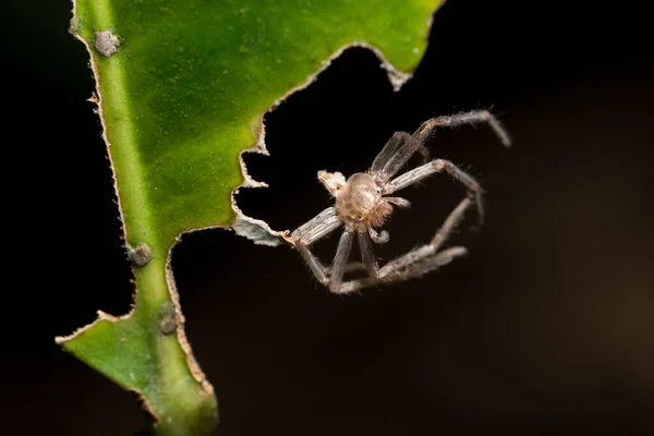 Makro Spinne Tierwelt — Stockfoto