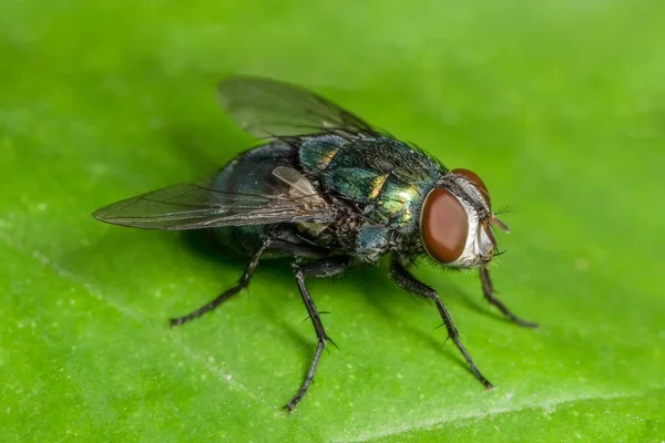 Makrofliege Tierwelt — Stockfoto