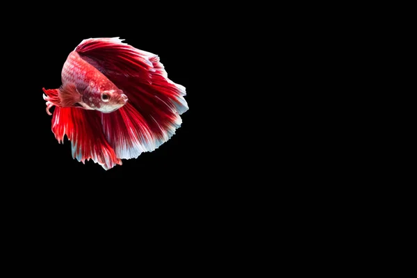 Betta Splendens Setengah Bulan Merah — Stok Foto