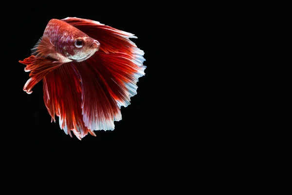 Betta Splendens Pół Księżyca Czerwony — Zdjęcie stockowe