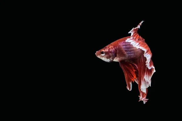 Betta Splendens Halvmåne Röd — Stockfoto