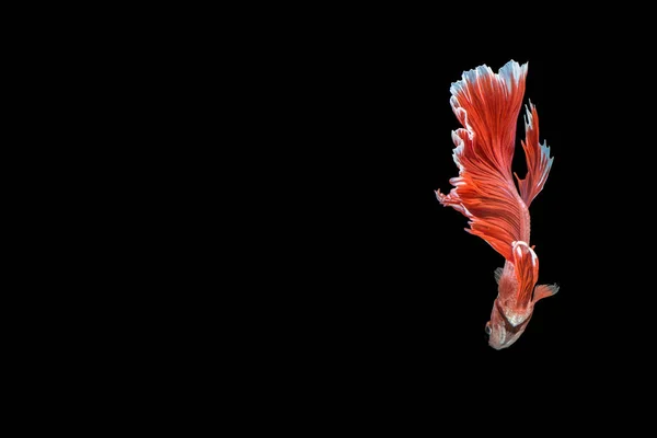 Beta Yarım Işıldıyor Kızıl — Stok fotoğraf