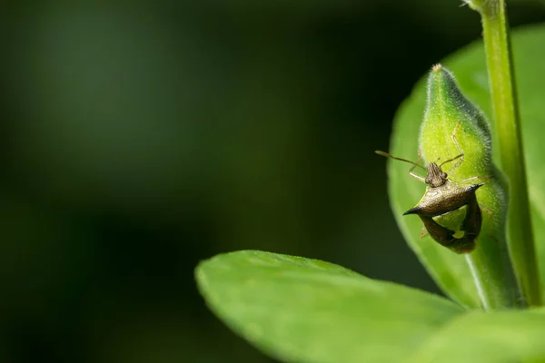 Hemiptera Foto Cerca Una Rama —  Fotos de Stock