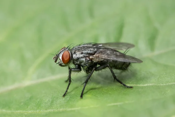 Verme Macro Close — Fotografia de Stock