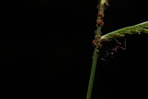 Gusano Macro Primer Plano —  Fotos de Stock