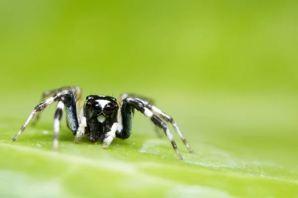 Spinnenfoto Bij Groene Bladeren — Stockfoto