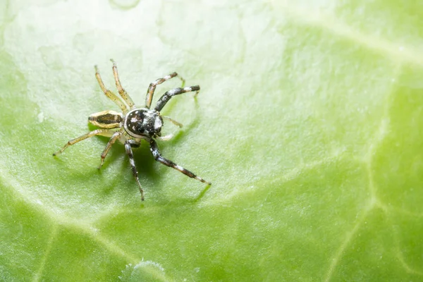 Fényképek Pókokról Zöld Levélen — Stock Fotó