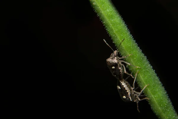 Closeup Photo Black Assassin Bugs Leaf — Stock Photo, Image