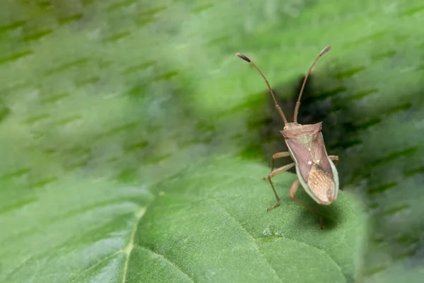 Closeup Photo Brown Assassin Bugs Leaf — Stock Photo, Image