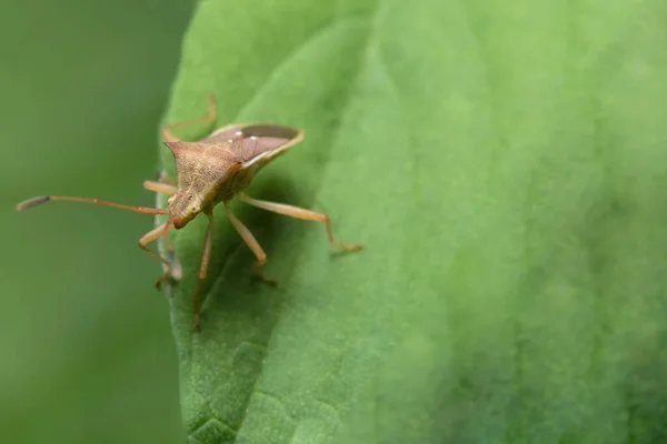 Closeup Photo Brown Assassin Bugs Leaf — Stock Photo, Image