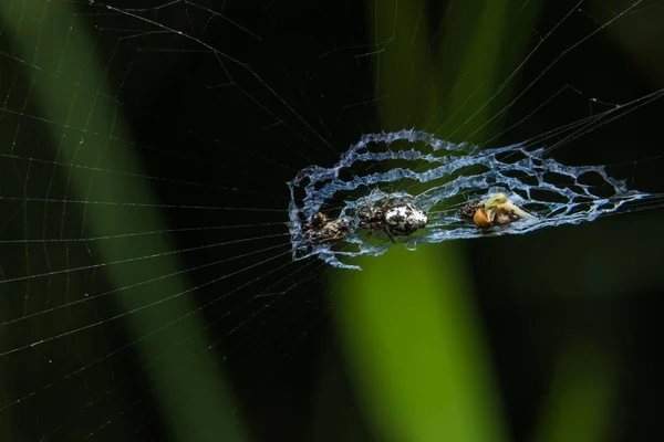 Close Ups Aranha Teia Aranha — Fotografia de Stock