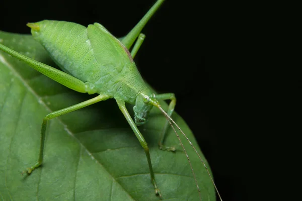 Close Ups Groene Sprinkhaan Blad — Stockfoto