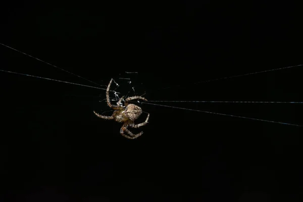 蜘蛛图片接近黑色蜘蛛网 — 图库照片