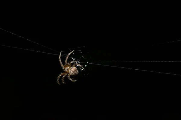 Fotos Araña Cerca Telarañas Negras — Foto de Stock