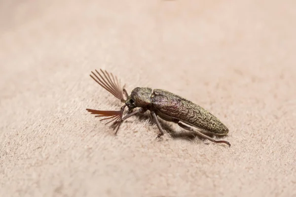 Close up photos Click beetle brown background