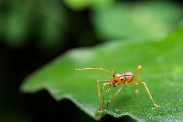 Take Close Red Ant Leaf — Stock Photo, Image