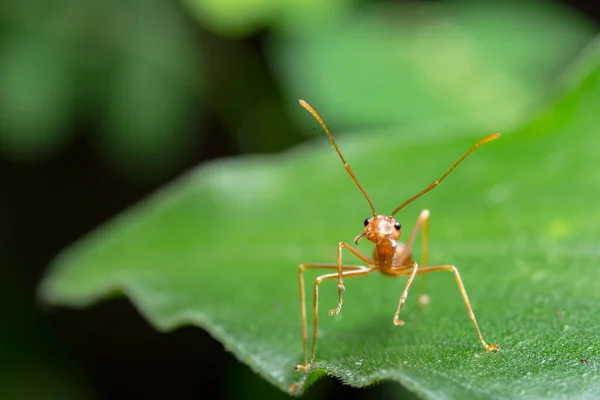 Zrób Zbliżenie Czerwona Mrówka Liściu — Zdjęcie stockowe
