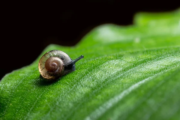 Close Photo Snail Walking Leaf — Stock Photo, Image