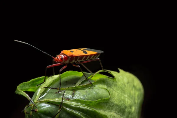 Closeup Photo Red Assassin Bugs Leaf — Stock Photo, Image