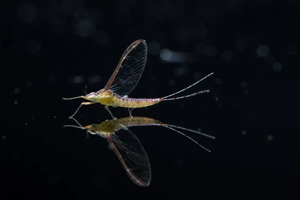 Ephemeroptera Achtergrond Zwart Glas — Stockfoto