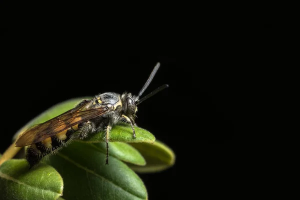 Fermer Photos Insecte Abeille Mangeant Des Fleurs Eau Douce — Photo