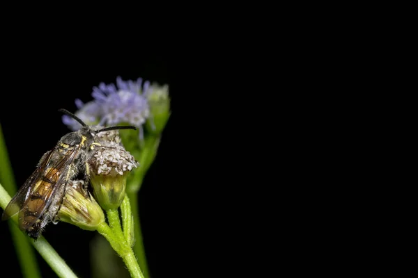 Close Foto Bij Insect Eten Zoet Water Bloemen — Stockfoto