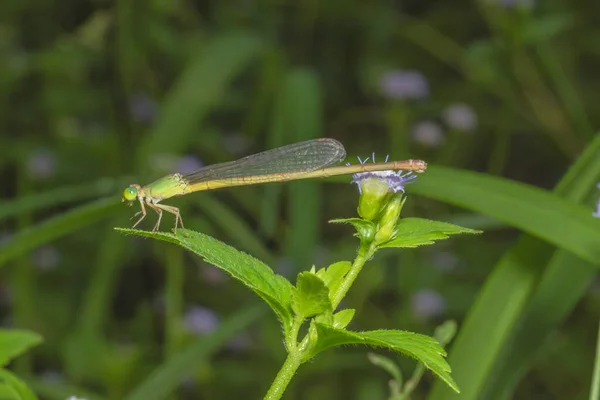 Fermez Damselfly Photos Sur Arbre — Photo