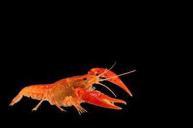 Makro solucanı kapat. 